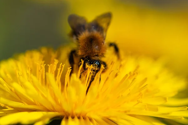 Bee Pollinating Dandelion Flower — Zdjęcie stockowe