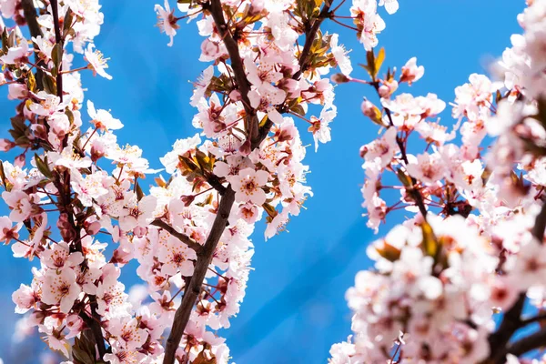 The cherry tree is blooming with beautiful colors in spring. Soft, gentle and elegant cherry light pink color flowers on the branches.