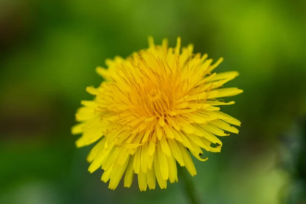 Primer Plano Brote Diente León Amarillo Fresco — Foto de Stock