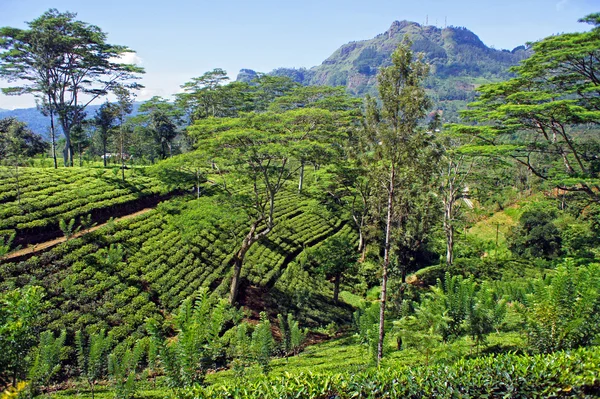 Tea Plantation — Stock Photo, Image