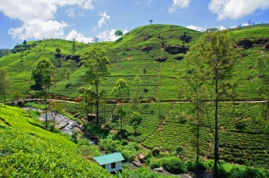 çay plantasyon sri lanka