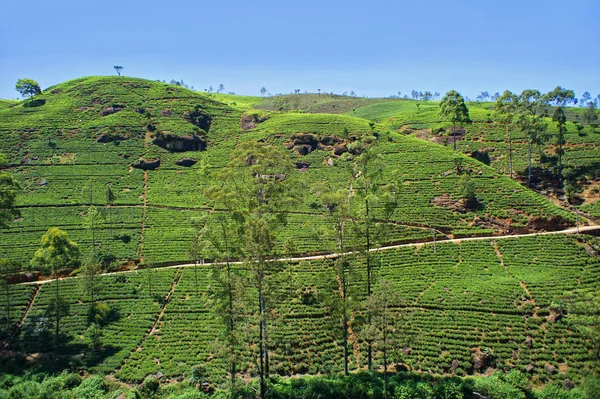 Tea plantation Sri lanka — Stock Photo, Image