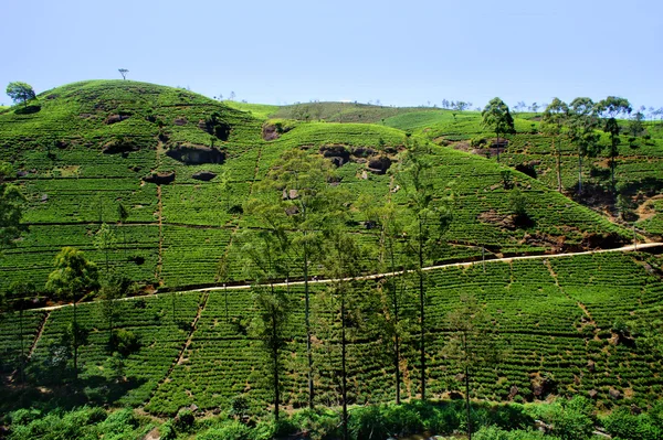 Čajové plantáže Srí lanka — Stock fotografie