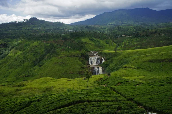 Teeplantage sri lanka — Stockfoto