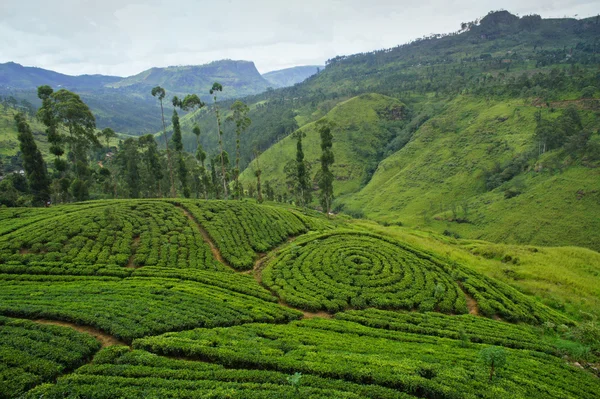 Teeplantage sri lanka — Stockfoto