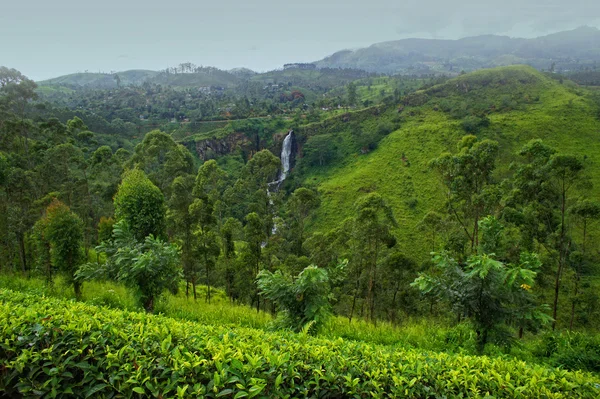 Чайная плантация Шри-Ланки — стоковое фото