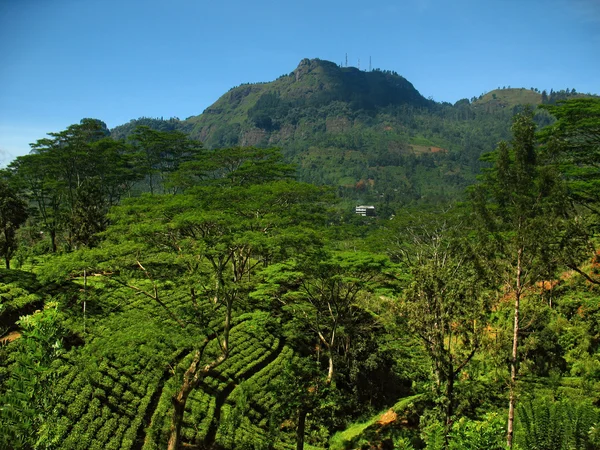 Plantación de té Sri Lanka —  Fotos de Stock
