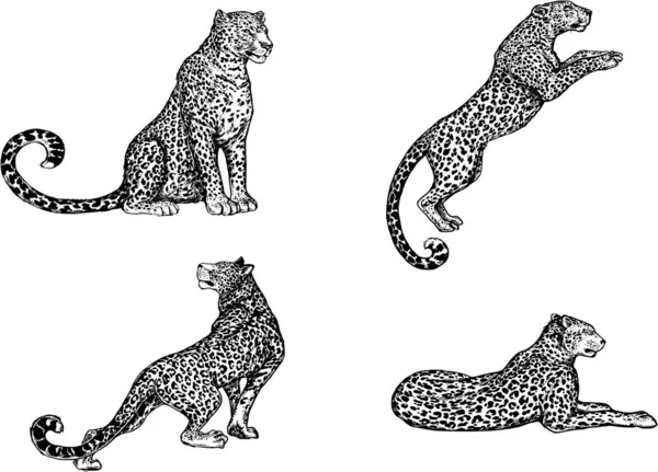 Conjunto Leopardos Desenhados Mão Estilo Esboço Isolado Fundo Branco —  Vetores de Stock
