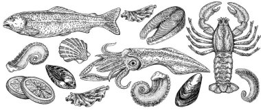 Seafood illustrations. Hand drawn line sea fishes, sushi rolls, oysters, mussels, lobster, squid, octopus, crabs, prawns fish fillet Healthy food natural set