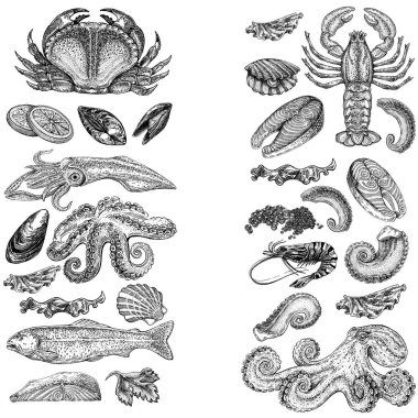 Seafood illustrations. Hand drawn line sea fishes, sushi rolls, oysters, mussels, lobster, squid, octopus, crabs, prawns fish fillet Healthy food natural set