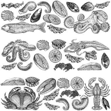 Seafood illustrations. Hand drawn line sea fishes, sushi rolls, oysters, mussels, lobster, squid, octopus, crabs, prawns fish fillet Healthy food natural set