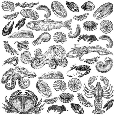 Seafood illustrations. Hand drawn line sea fishes, sushi rolls, oysters, mussels, lobster, squid, octopus, crabs, prawns fish fillet Healthy food natural set