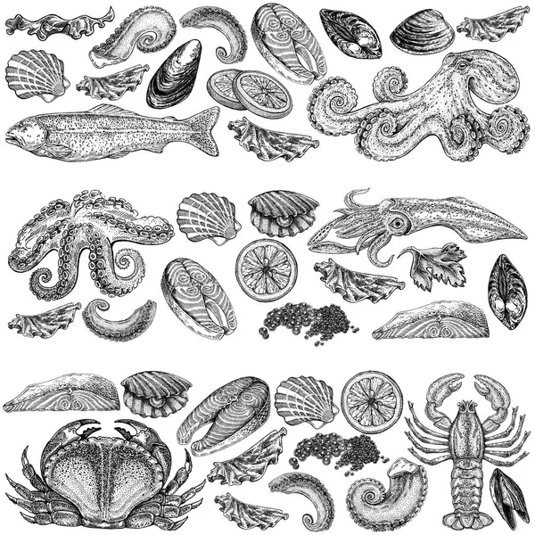 Seafood illustrations. Hand drawn line sea fishes, sushi rolls, oysters, mussels, lobster, squid, octopus, crabs, prawns fish fillet Healthy food natural set