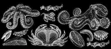 Seafood illustrations. Hand drawn line sea fishes, sushi rolls, oysters, mussels, lobster, squid, octopus, crabs, prawns fish fillet Healthy food natural set
