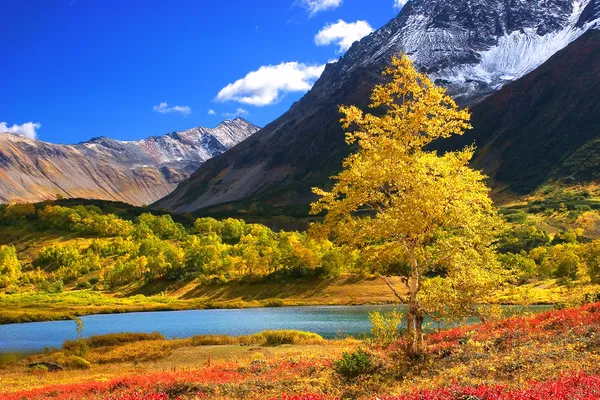 美丽的风景，关于森林和堪察加山 图库照片