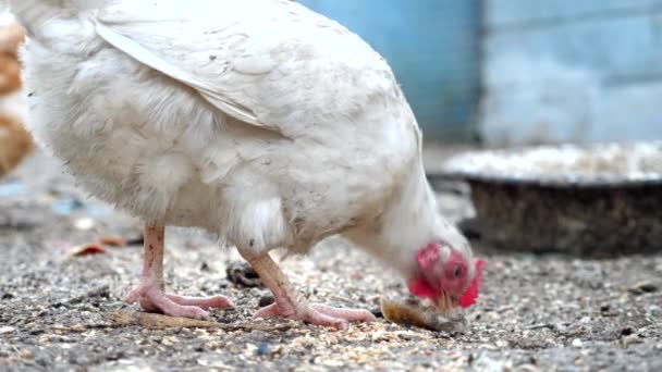 Белая курица клюет кусок мяса с земли на грязной ферме газона — стоковое видео
