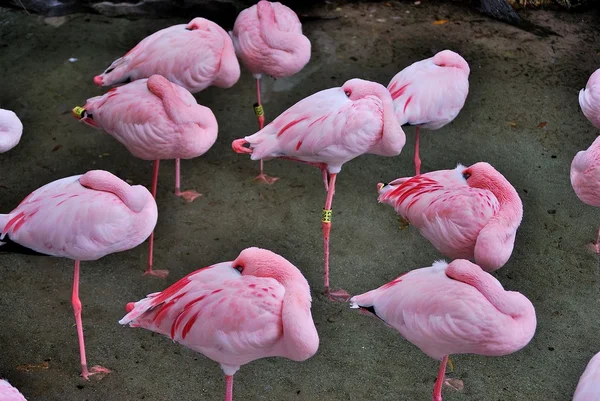 uykuda pembe flamingolar