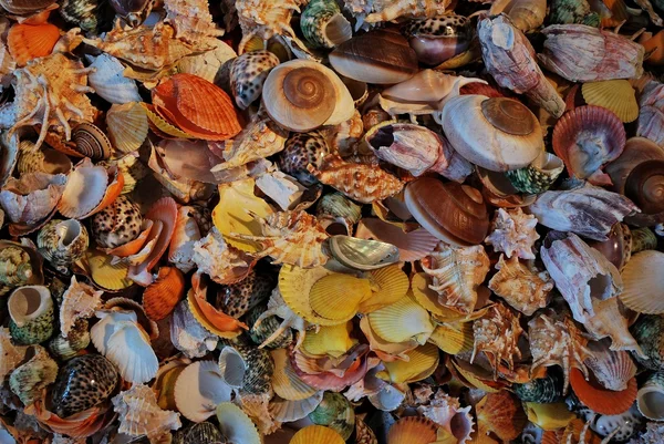 arka plan olarak bir kokteyl deniz kabukları