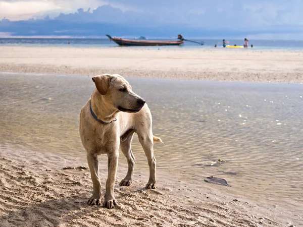 Beautiful Dog at a Tropical Beach
