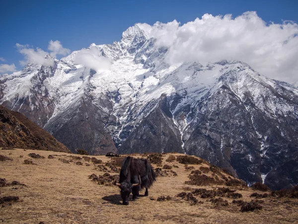 Pâturages Yak sur les pâturages de l'Himalaya — Photo