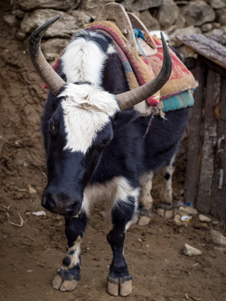 Hybrid of Yak and Domestic Cattle on Everest Base Camp Trek in Nepal