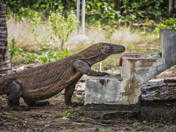 Wild Komodo Dragon Going Up a Stairway into a Local Home — Stock Photo, Image