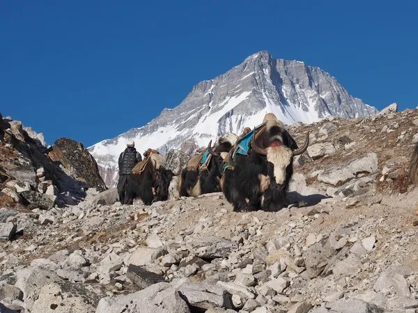 Yaks no Everest Base Camp Trek — Fotografia de Stock