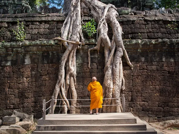 Boeddhistische monnik onderzoeken reus boomwortels tempel van angkor, Cambodja — Stockfoto