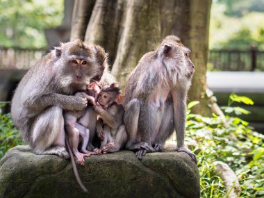 Rhesus Monkeys in Ubud, Bali, Indonesia clipart