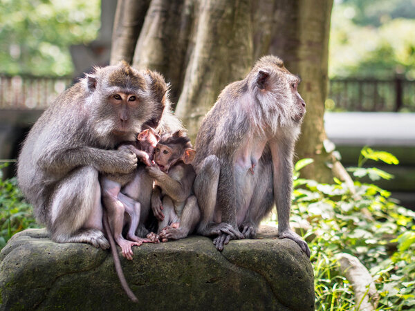 Rhesus Monkeys в Убуде, Бали, Индонезия
