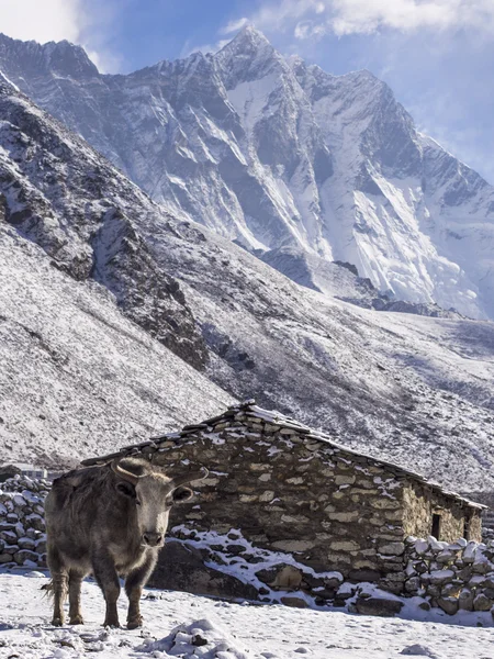 Yak köy evinin önünde, everest bölgesi, nepal — Stok fotoğraf