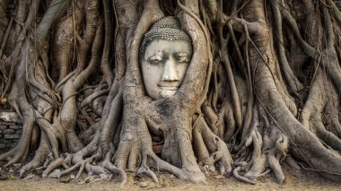 Buda heykeli ağacında başkanı kökleri, ayutthaya, Tayland