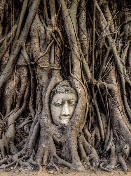 Tête de statue de Bouddha dans les racines des arbres, Ayutthaya, Thaïlande — Photo