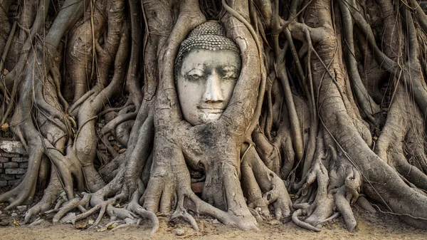 Cabeza de la estatua de Buda en las raíces del árbol, Ayutthaya, Tailandia — Foto de Stock