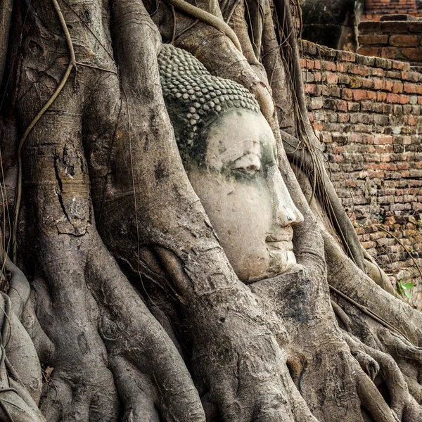 木の仏像の頭のルーツ、アユタヤ、タイ — ストック写真