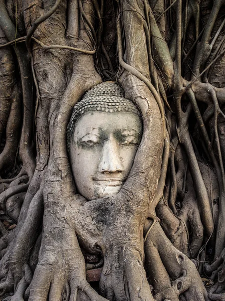 Buda heykeli ağacında başkanı kökleri, ayutthaya, Tayland — Stok fotoğraf