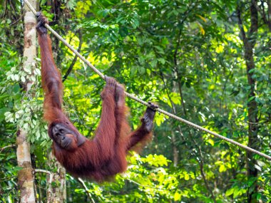Borneo orangutan semenggoh tabiatı yakınındaki kuching, m