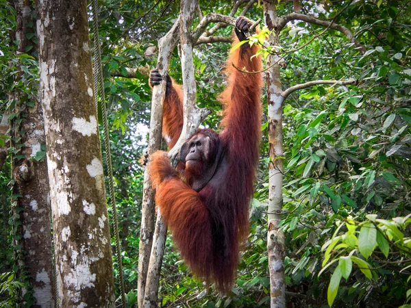 Alpha male borneo orangutang på semenggoh nature reserve, kuching, malaysia — Stockfoto