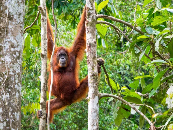 Bornéu Orangutan feminino na Reserva Natural de Semenggoh, Kuching — Fotografia de Stock