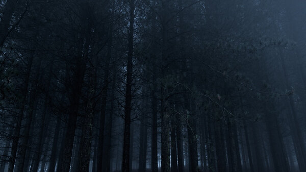 Spooky foggy pine woods at dusk
