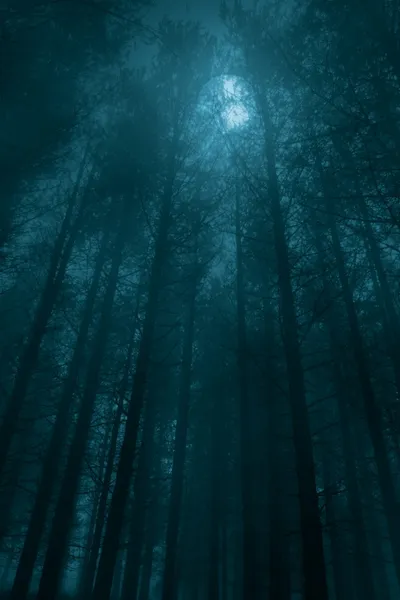 Foggy forest in a full moon night — Stock Photo, Image