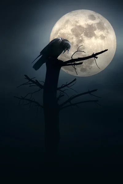 Night of the crows — Stock Photo, Image