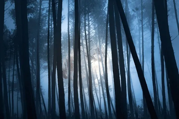 Geheimnisvoller Wald — Stockfoto