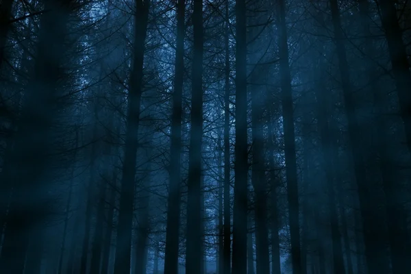 Floresta nebulosa à noite — Fotografia de Stock