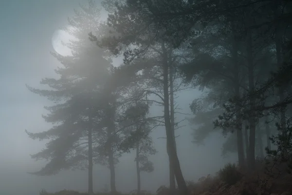 Fullmåne skog — Stockfoto