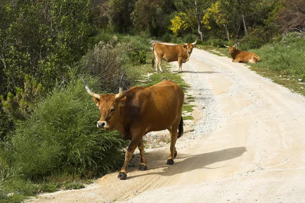 Vacas de montaña —  Fotos de Stock