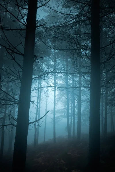 Mysterious Forest — Stock Photo, Image