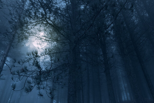 Full moon rise over a misty forest