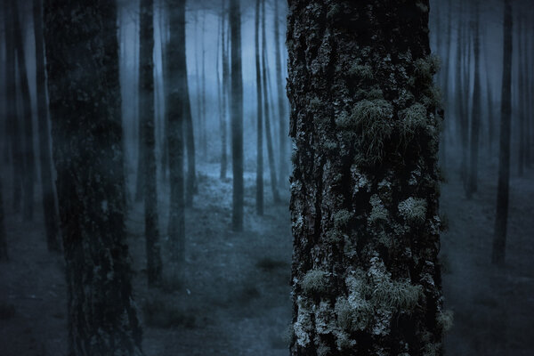 Pine in a spooky foggy forest