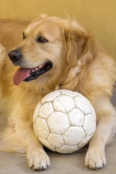 Giden retriever resting Stock Picture